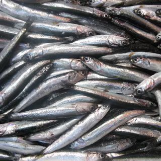 Les sardines sont de plus en plus petites. © Sara, Flickr